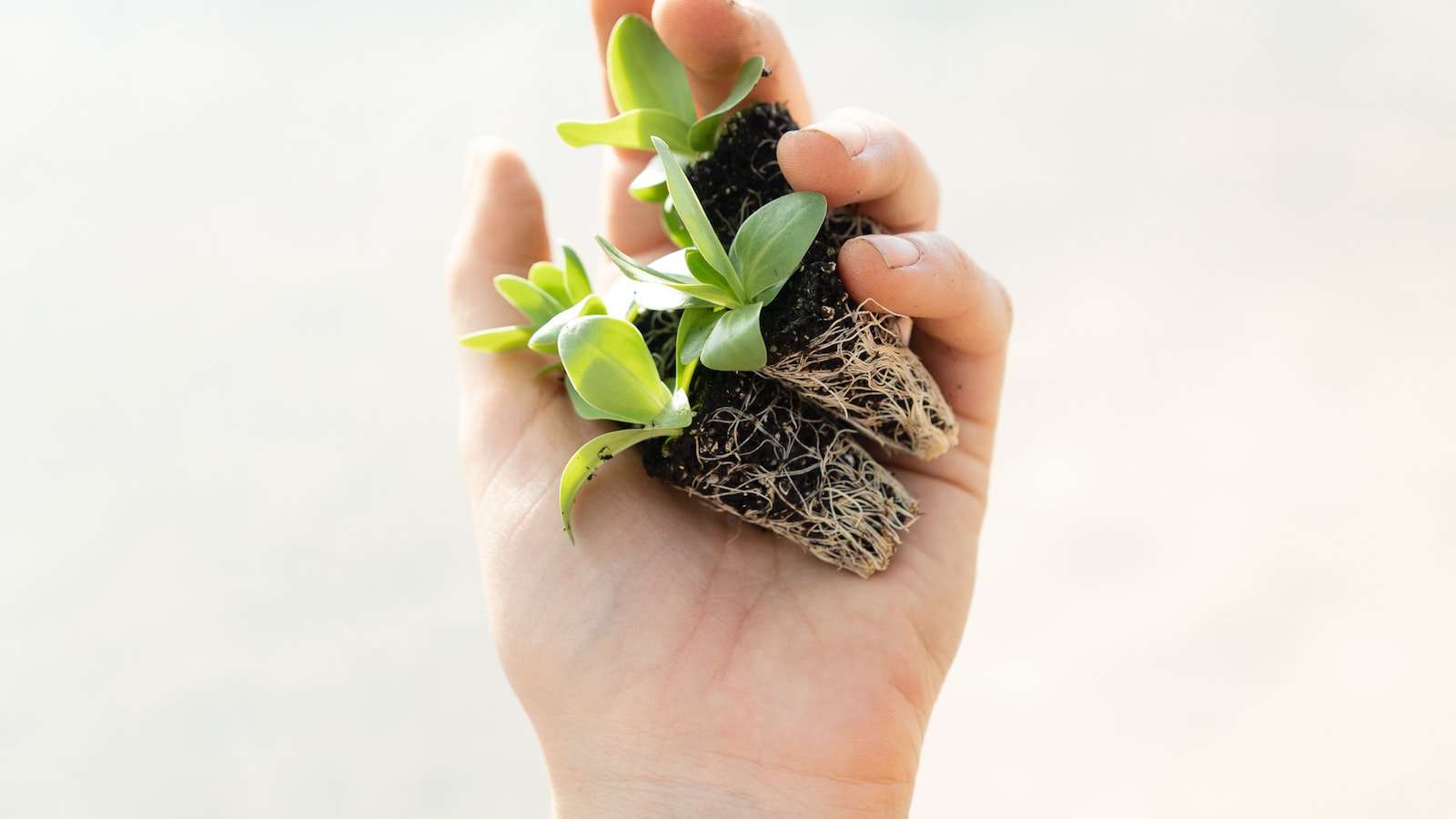 2. Nurturing Soil Health: Beneficial Plants to Follow Garlic