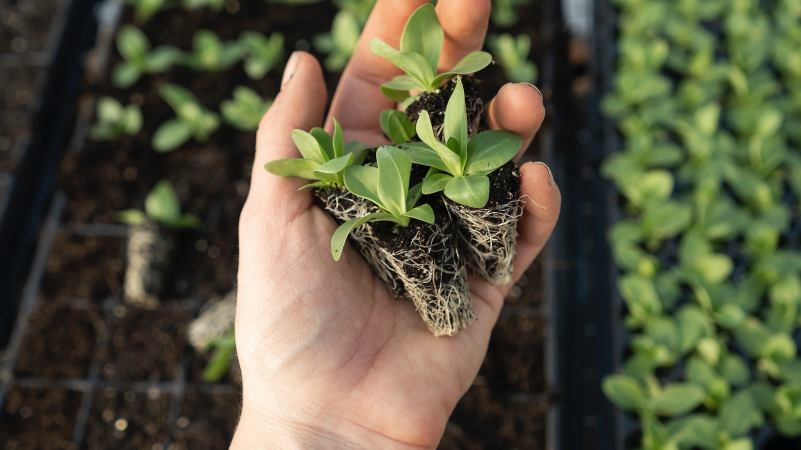 Optimal Soil Preparation and Planting Techniques for Onions in Central Texas