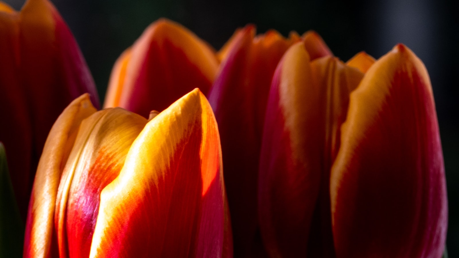 Expert Tips: The Best Time and Conditions to Plant Tulips in Nebraska