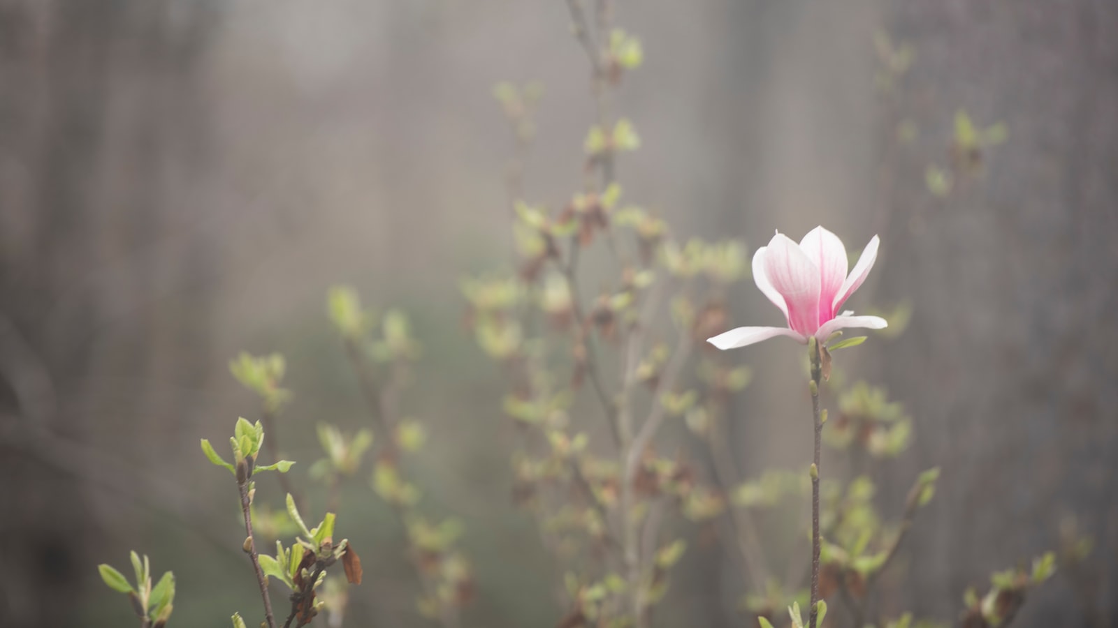 Magnolia Trees and‌ Watering Practices: Best Techniques for Providing Ample ⁤Moisture