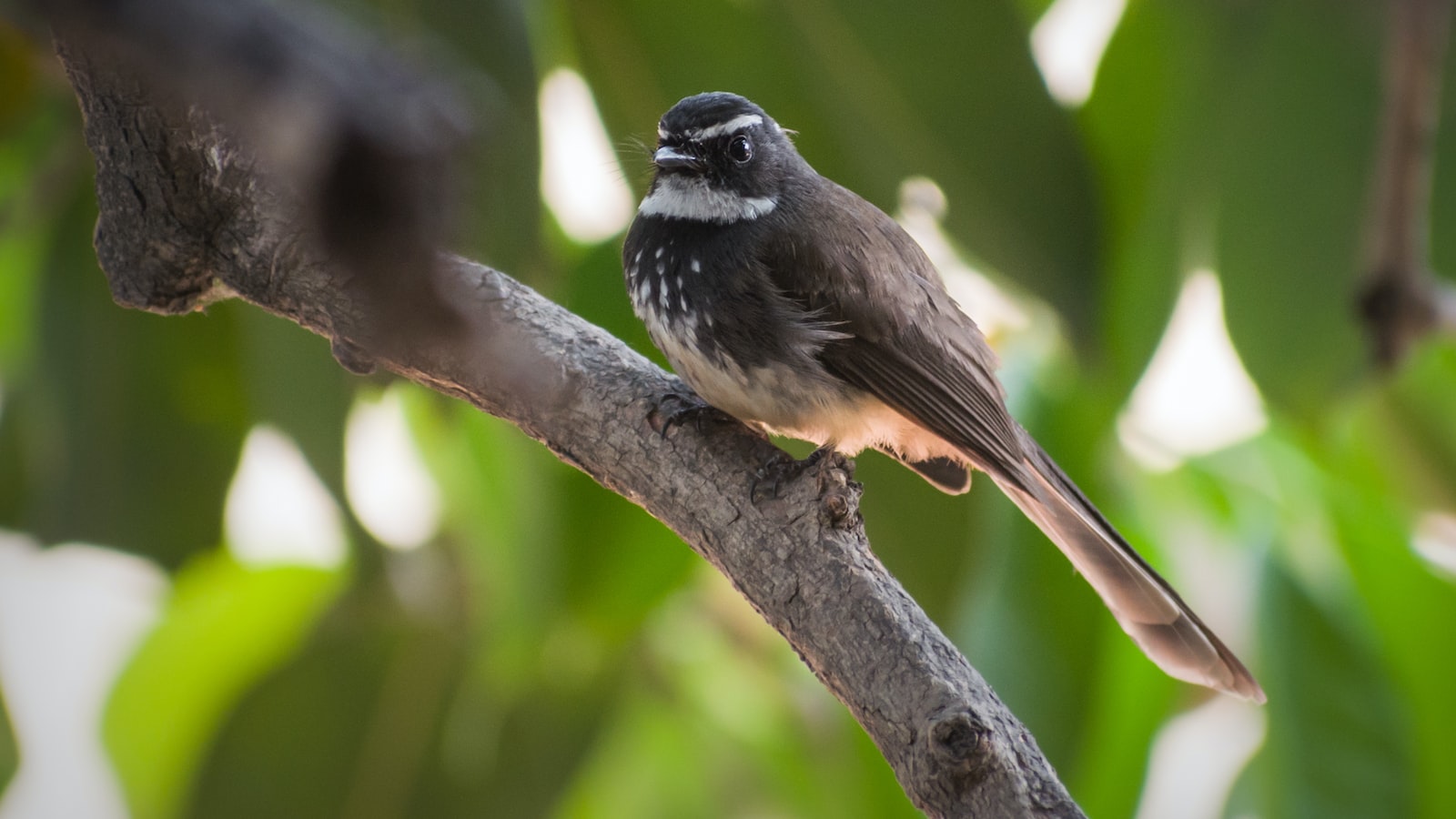 Selecting the Right Tree Species for Summer Planting: Factors to Consider and Species Recommendations