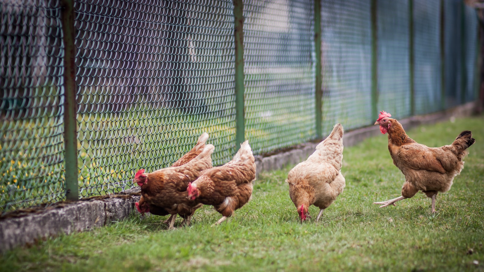 Can Chickens Eat Hibiscus Flowers: A Comprehensive Guide to the Fowl's Diet