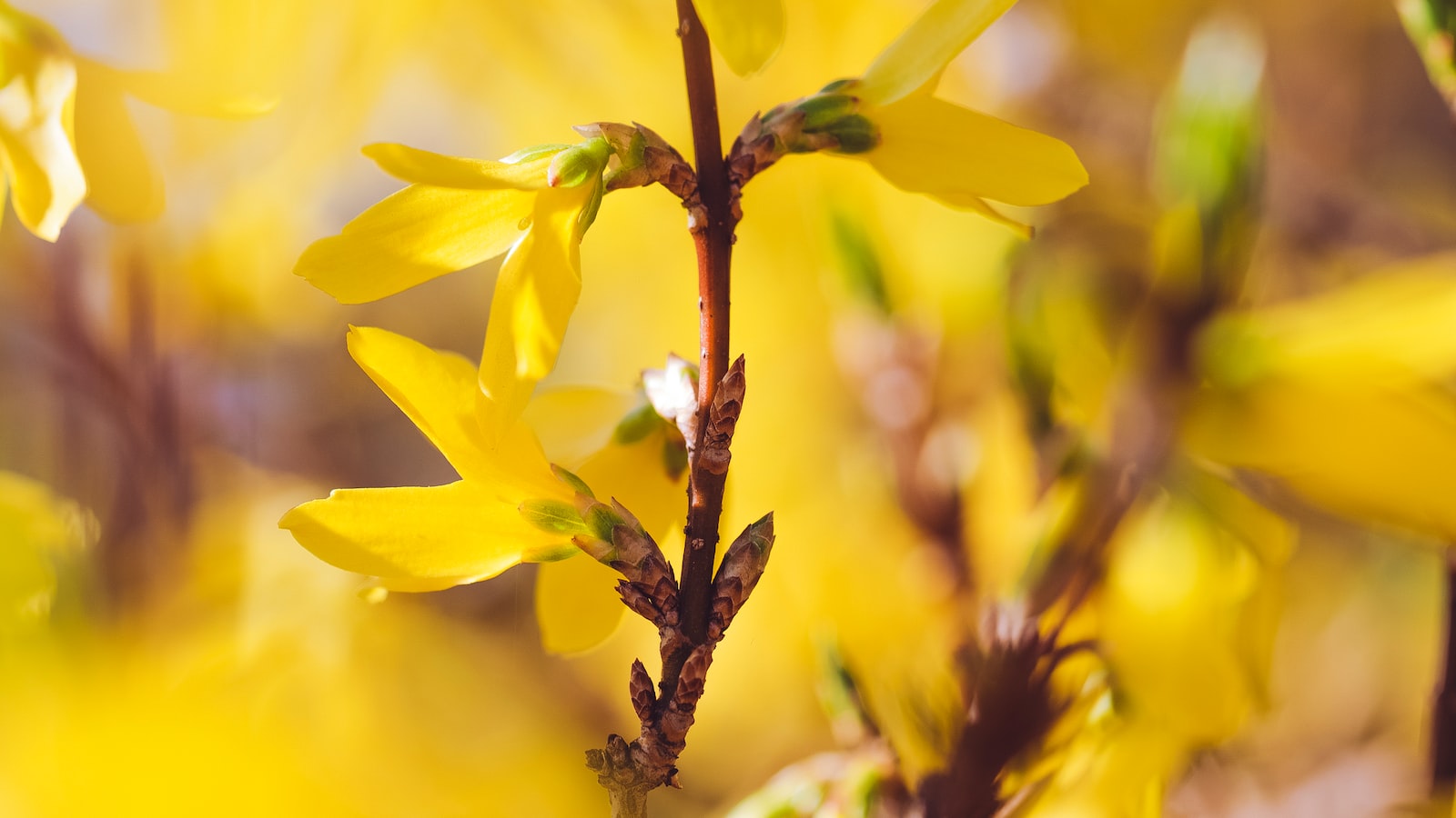 Early spring planting options for California gardens