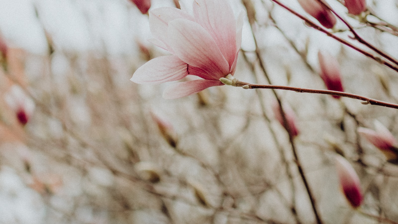 Maximizing Bloom Potential: Expert Tips on When to Plant Daffodil Bulbs in Georgia