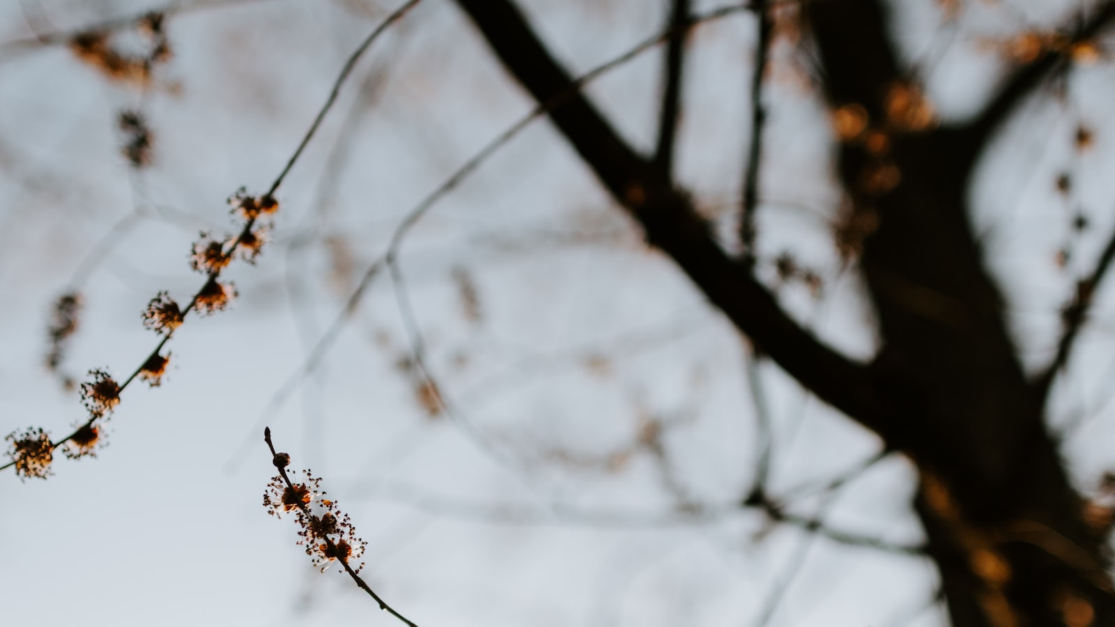 Blossom Bandits: Unraveling the Secret Garden Predators