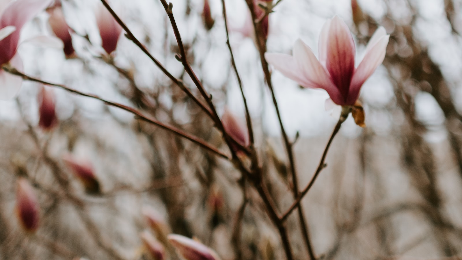 Exploring the Bountiful Flora: Diverse Tree Species Thriving in Colorado's Climate