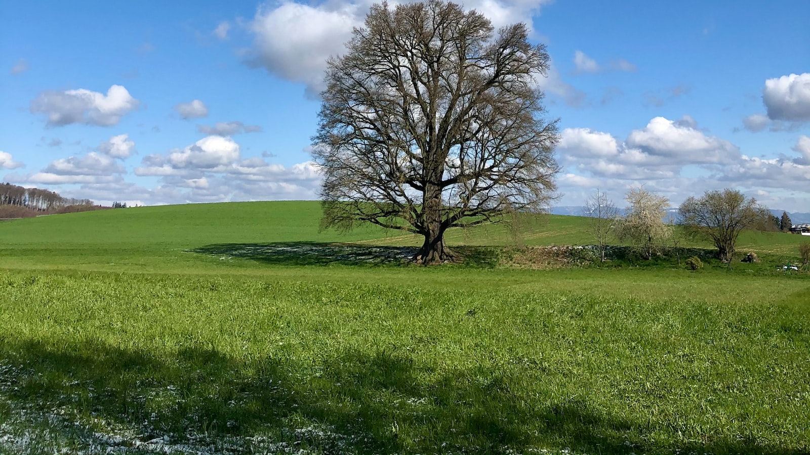 The Mighty‌ Oak: Can You ‍Cut‍ Down ‍This Iconic Tree?