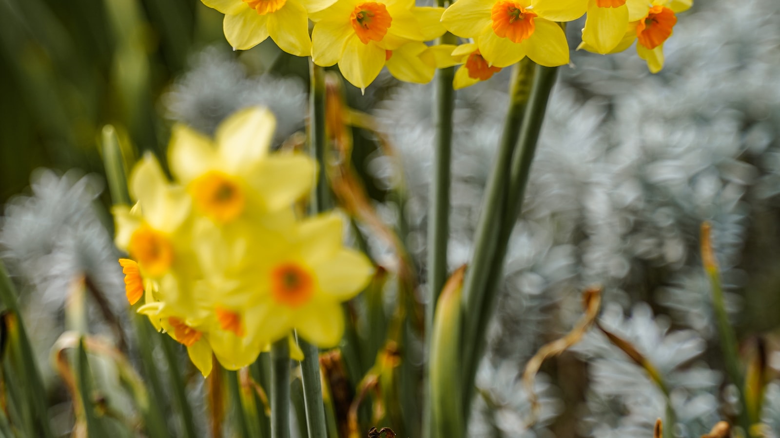 Best Time to Plant Daffodils in Michigan's Chilly Climate