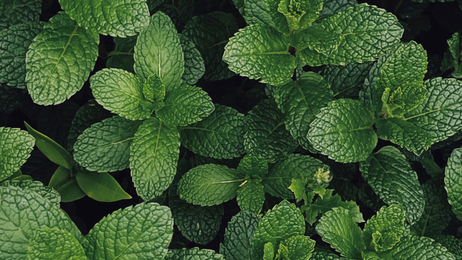 Suggested Herbs and Vegetables to Plant Alongside Oregano