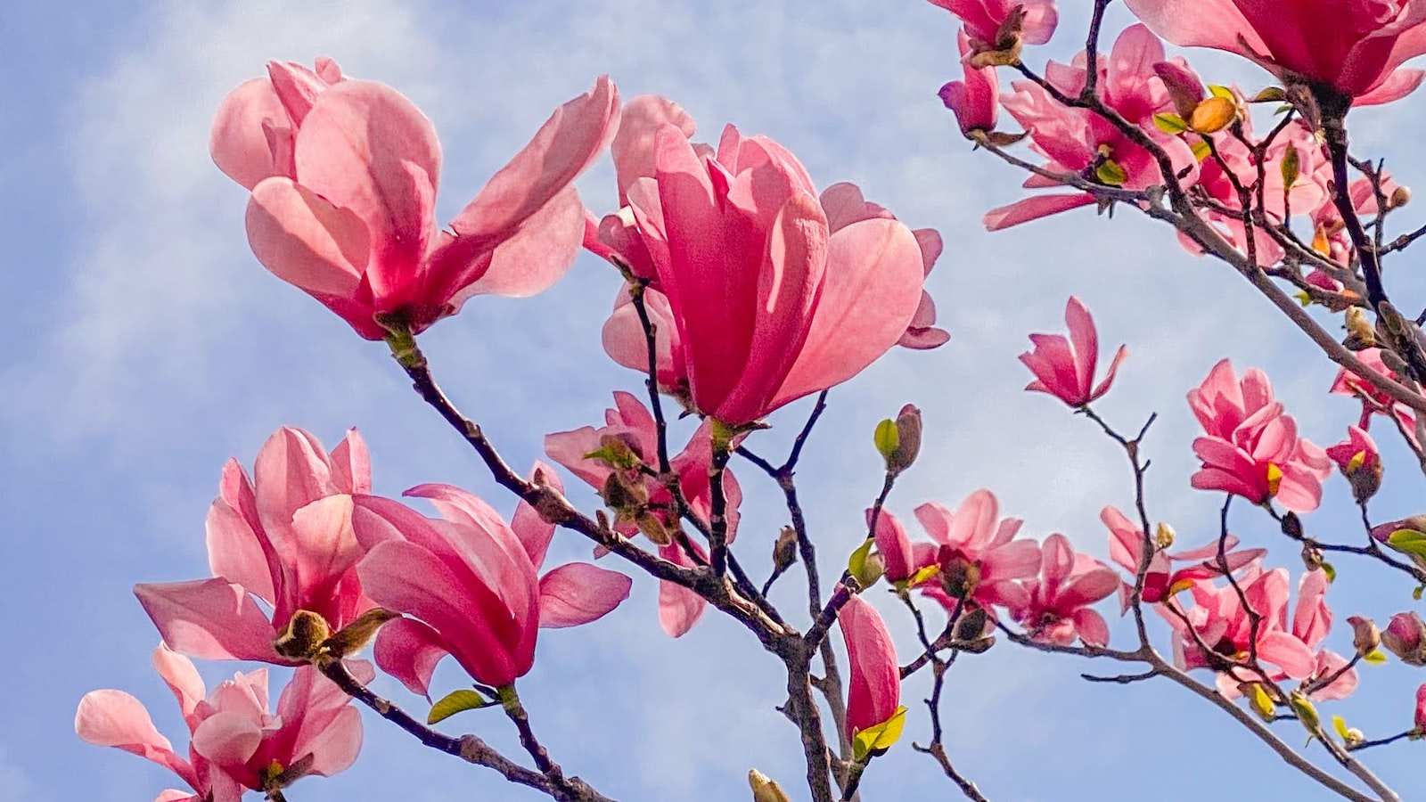 Enhancing ‍the Beauty of Your ‍Magnolia Tree:‌ Practical Tips for Encouraging Blooming