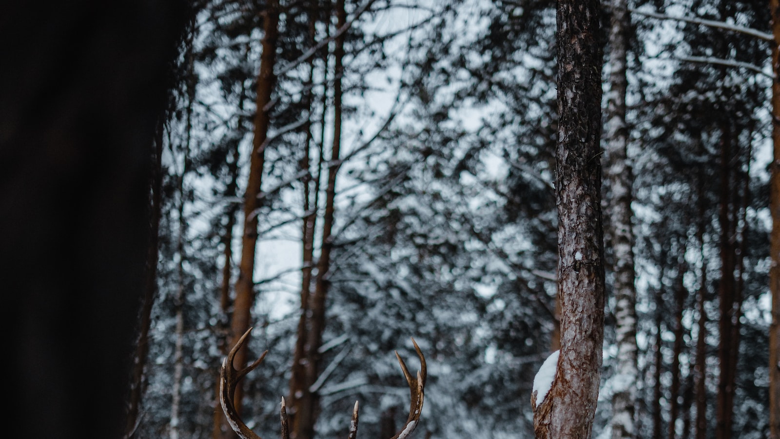 Deer and Pomegranate Trees: A Love-Hate Relationship