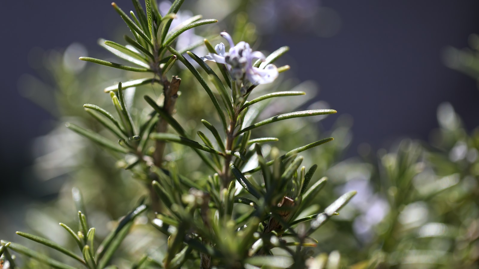 The Taste and Aroma of Rosemary: A Delightful Addition to a Rabbit's Diet