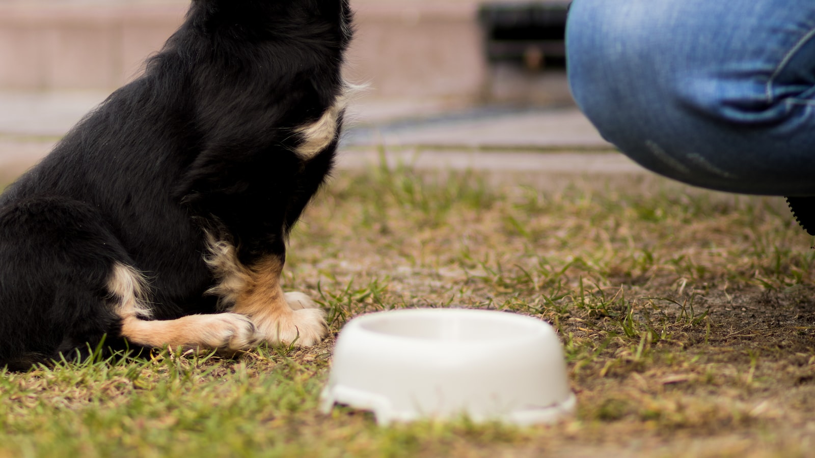 Guidelines for Responsible Feeding: How to Safely Introduce Sunflower Seeds into a Mouse's Diet