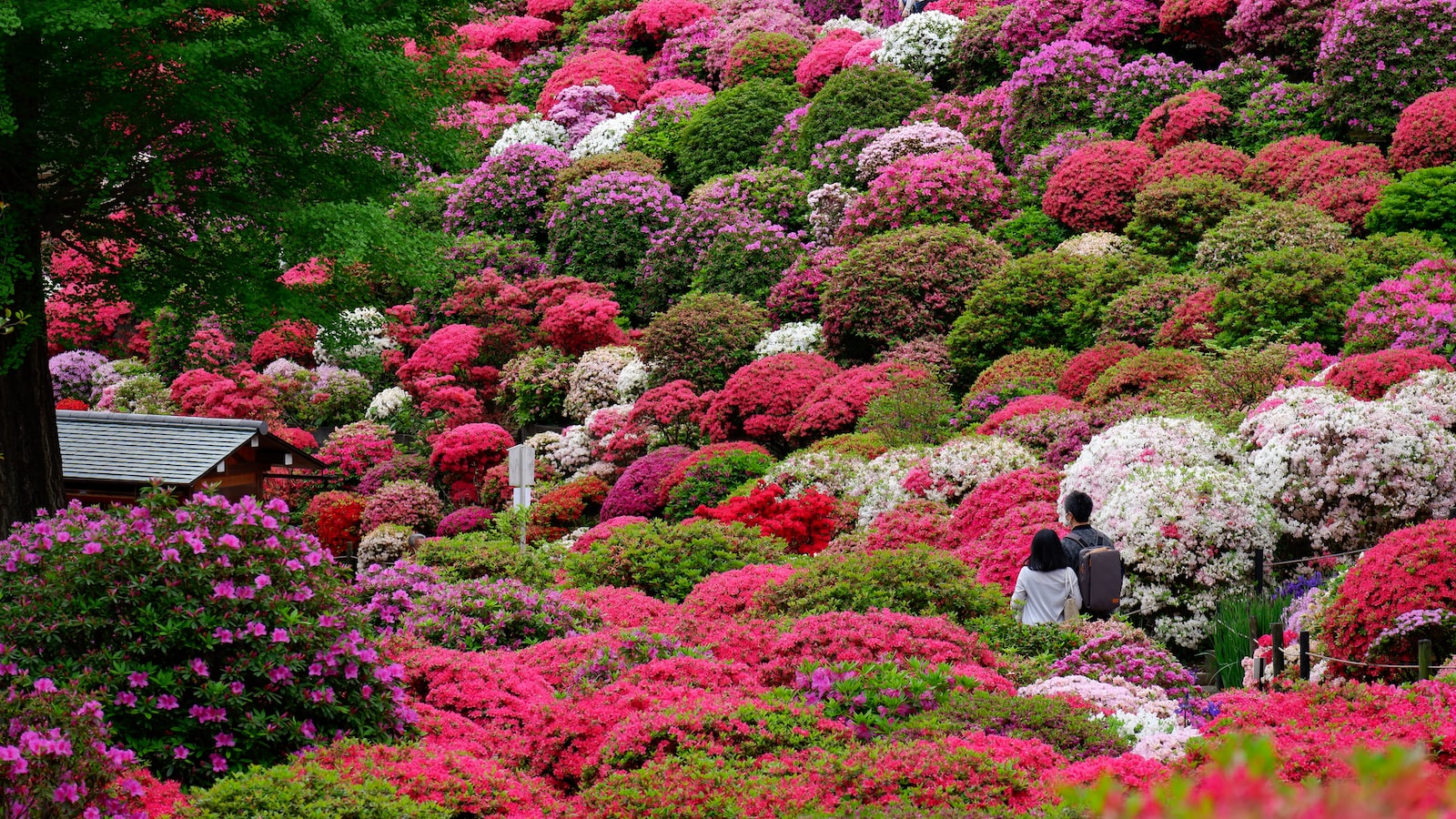 Caring for Azaleas in Clay Soil: Maintenance and Troubleshooting Tips for a Vibrant Garden