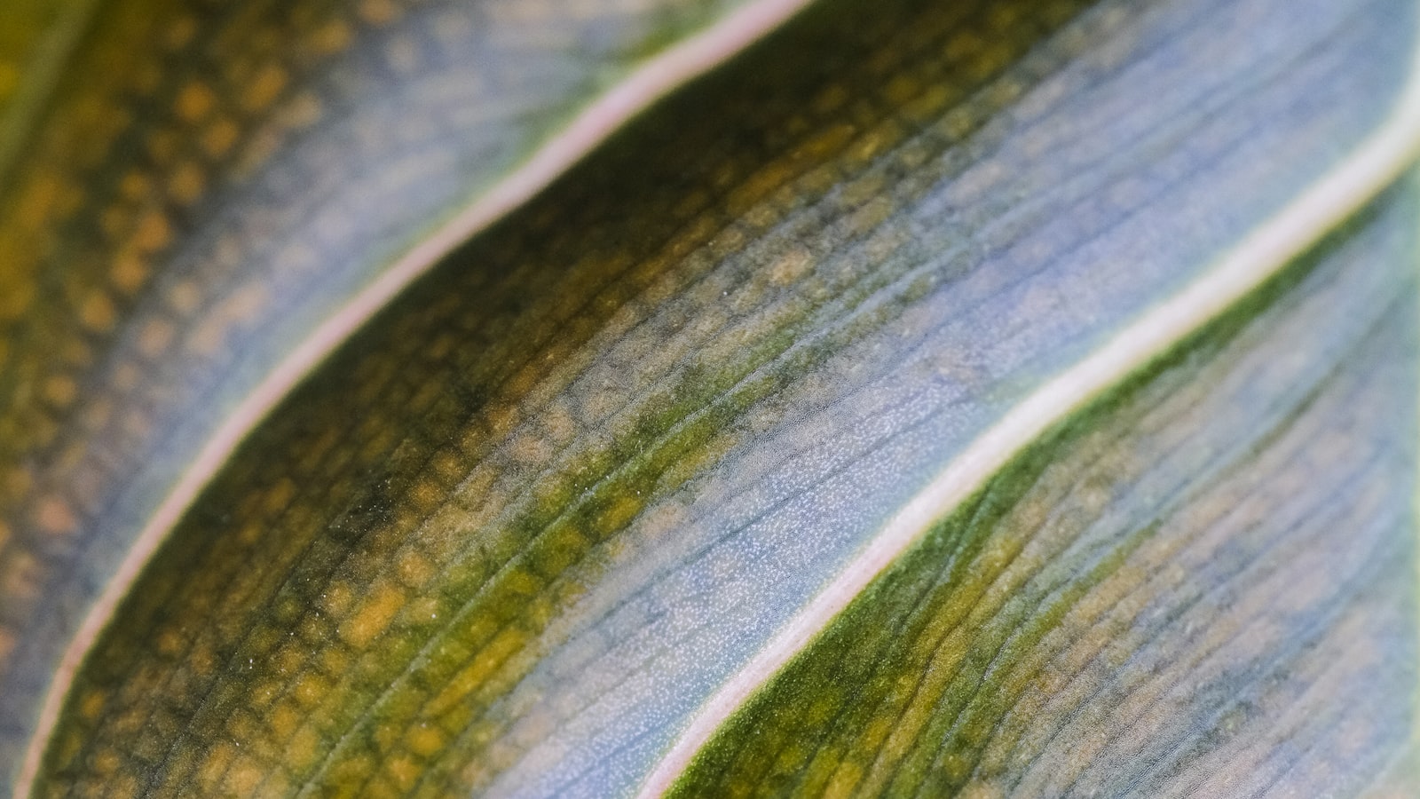 Snake Plant Struggles: Unveiling the Secrets Behind Its Growth Challenges