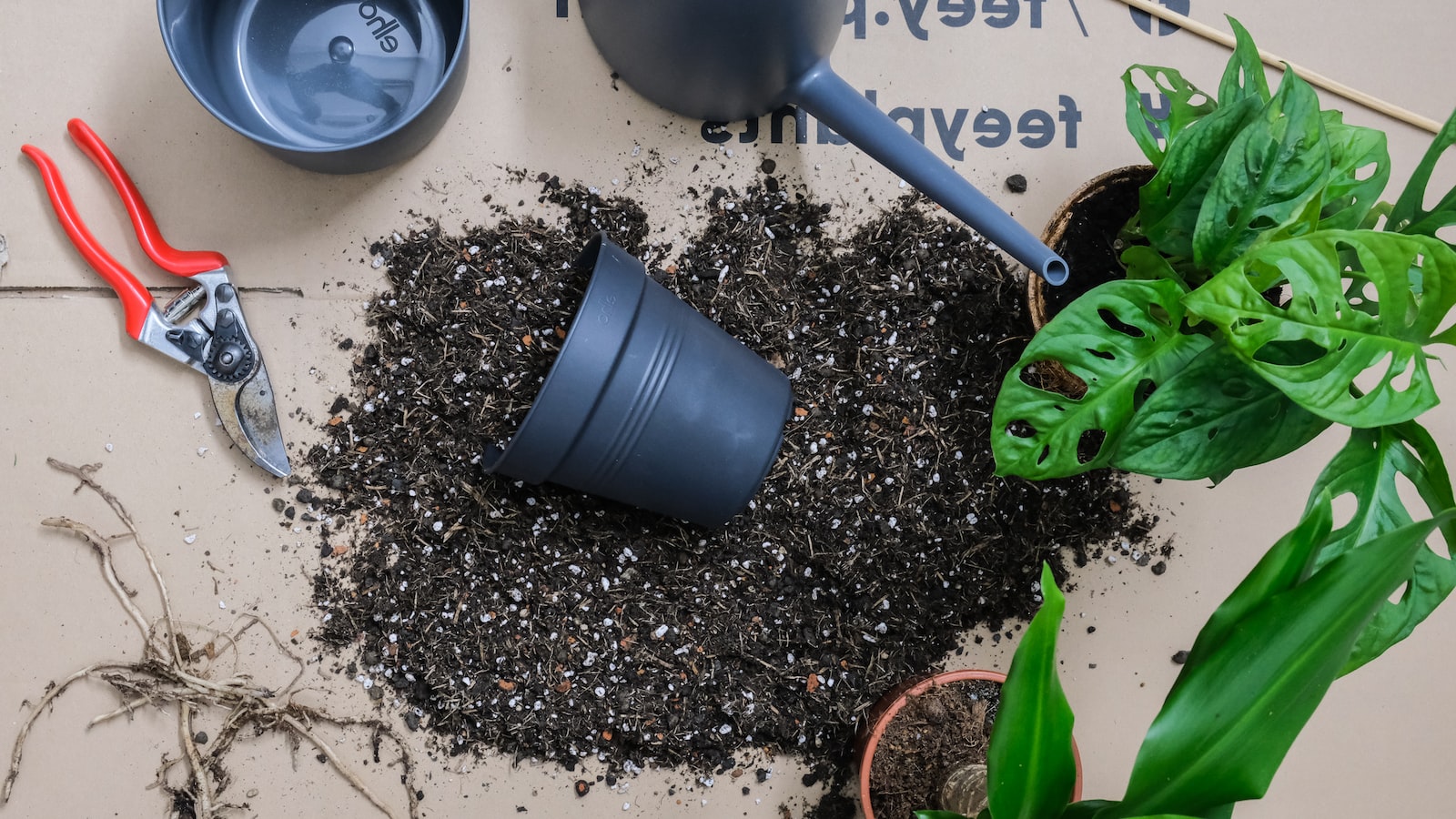 Important Steps to Follow when Repotting Indoor Plants in Winter