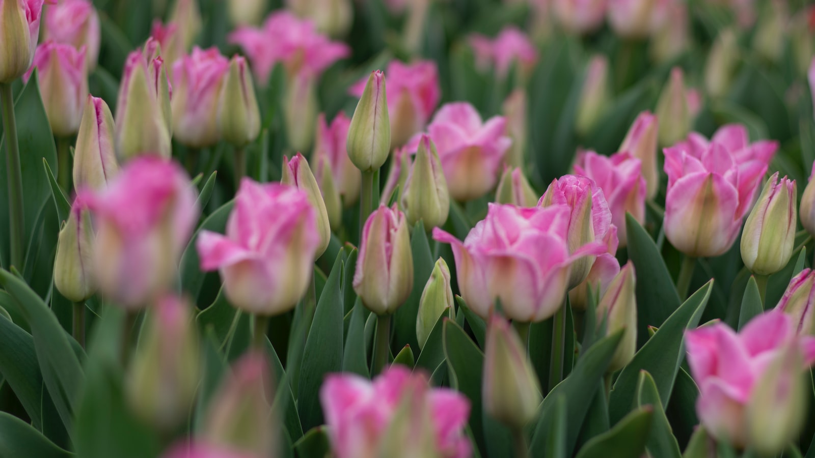 Unveiling the Perfect Backdrop: Plant Selection for Boxwood Rows