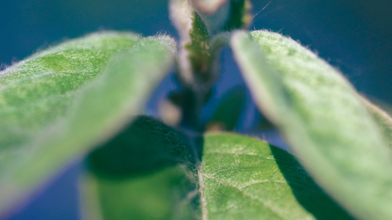 Growing into Success: Signs of Sunflower Seedlings Ready for Transplantation