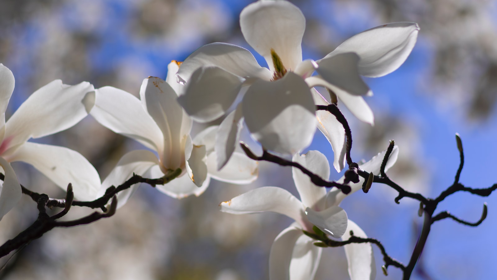 3. Protecting Mulch from Rain Damage: Effective Strategies to Extend Shelf Life