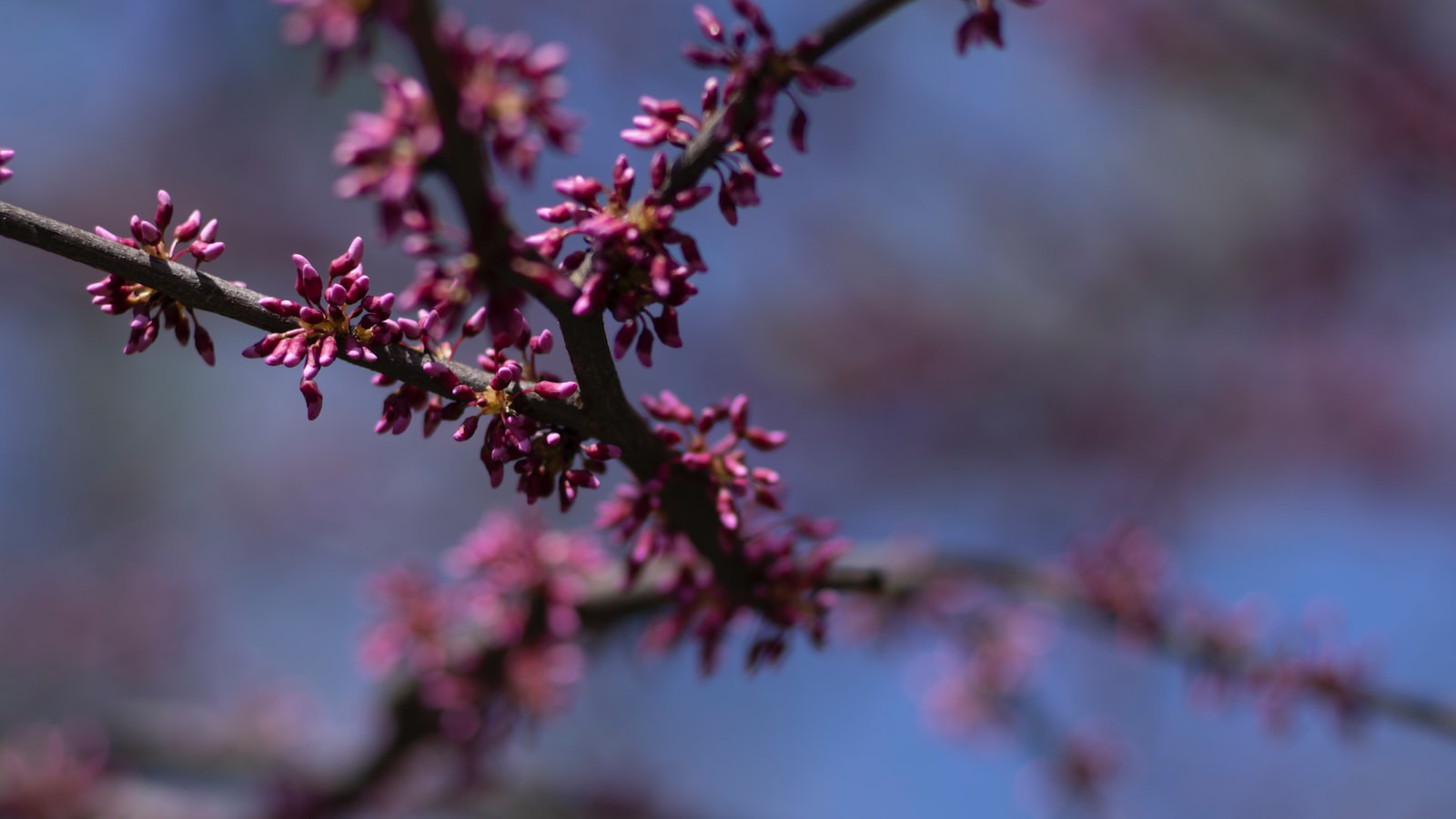 Protecting Your Pomegranate Trees: Effective Strategies and Deterrents