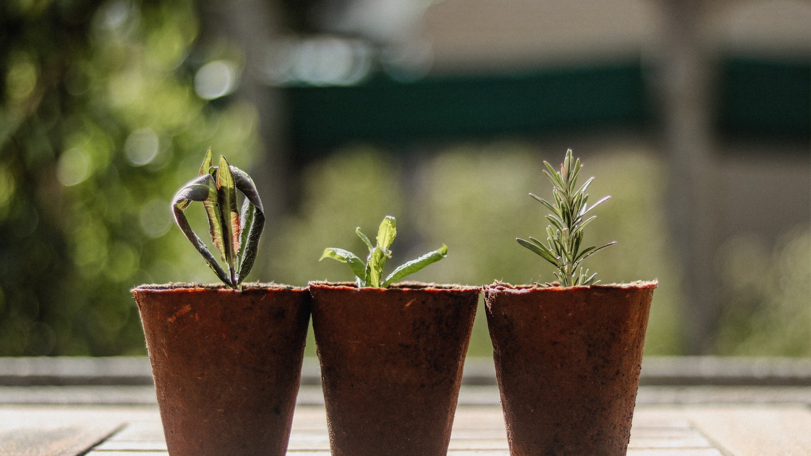 Best Time to Plant Radishes in North Carolina