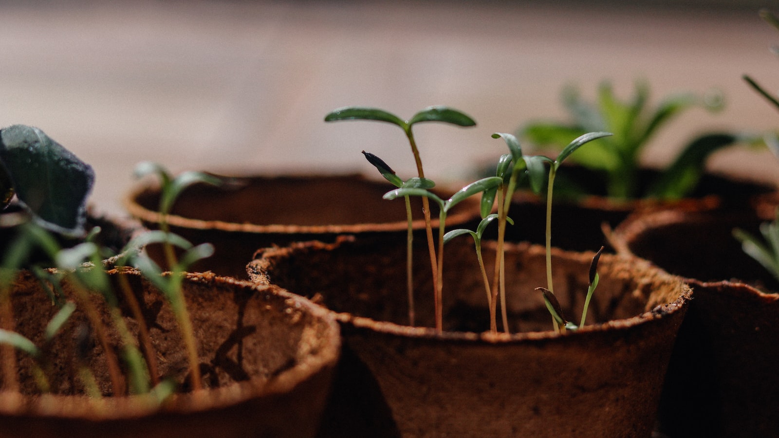 Planting and Caring for your Lemon Seedling in a Cup