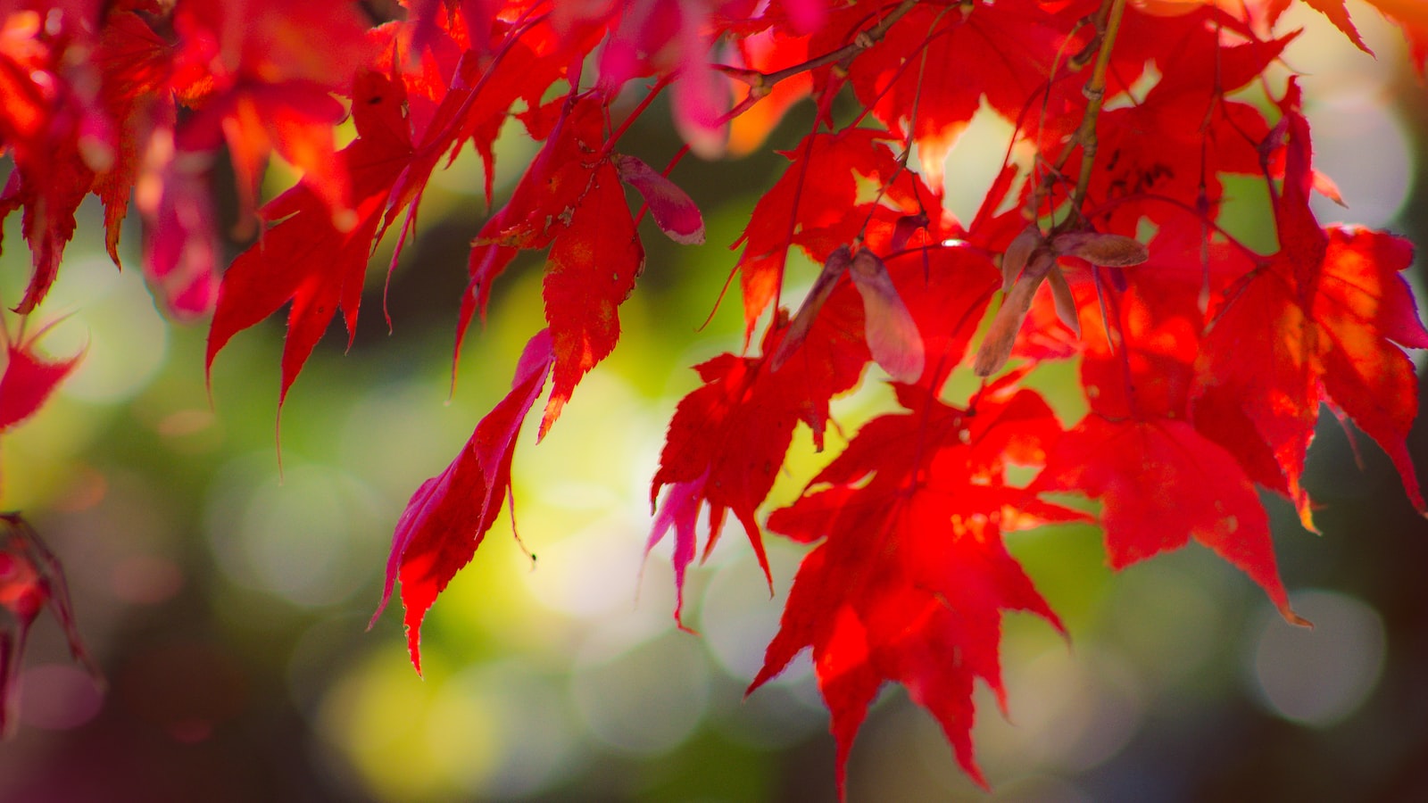 Understanding the Signs: Is Your Japanese Maple Tree Dying?