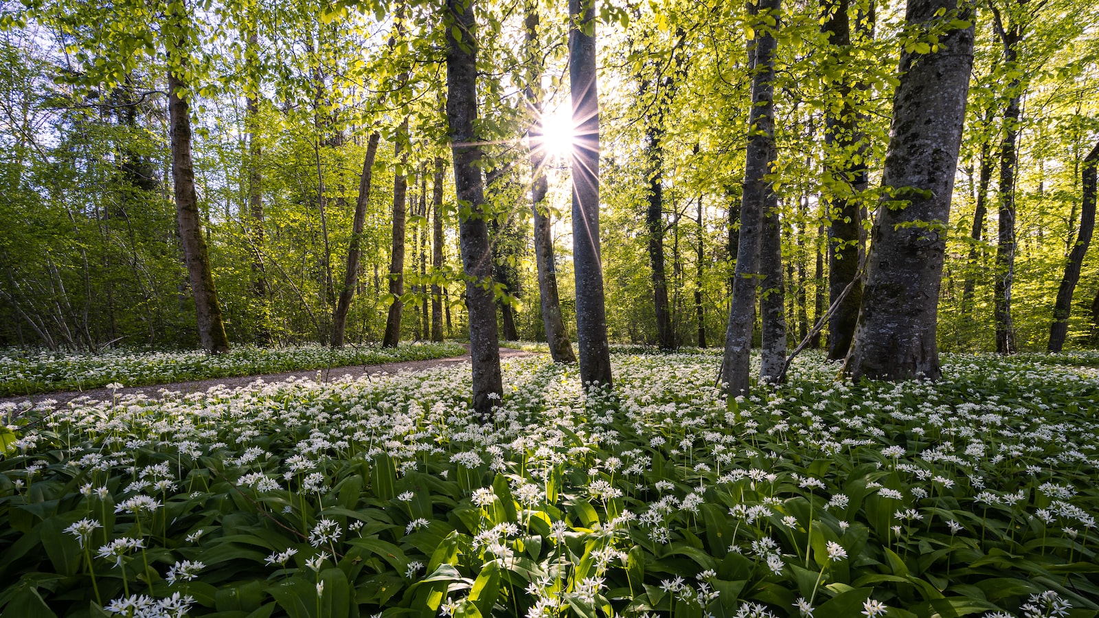 Optimal Conditions for Planting Garlic in Zone 9b: Sunlight, Temperature, and Moisture