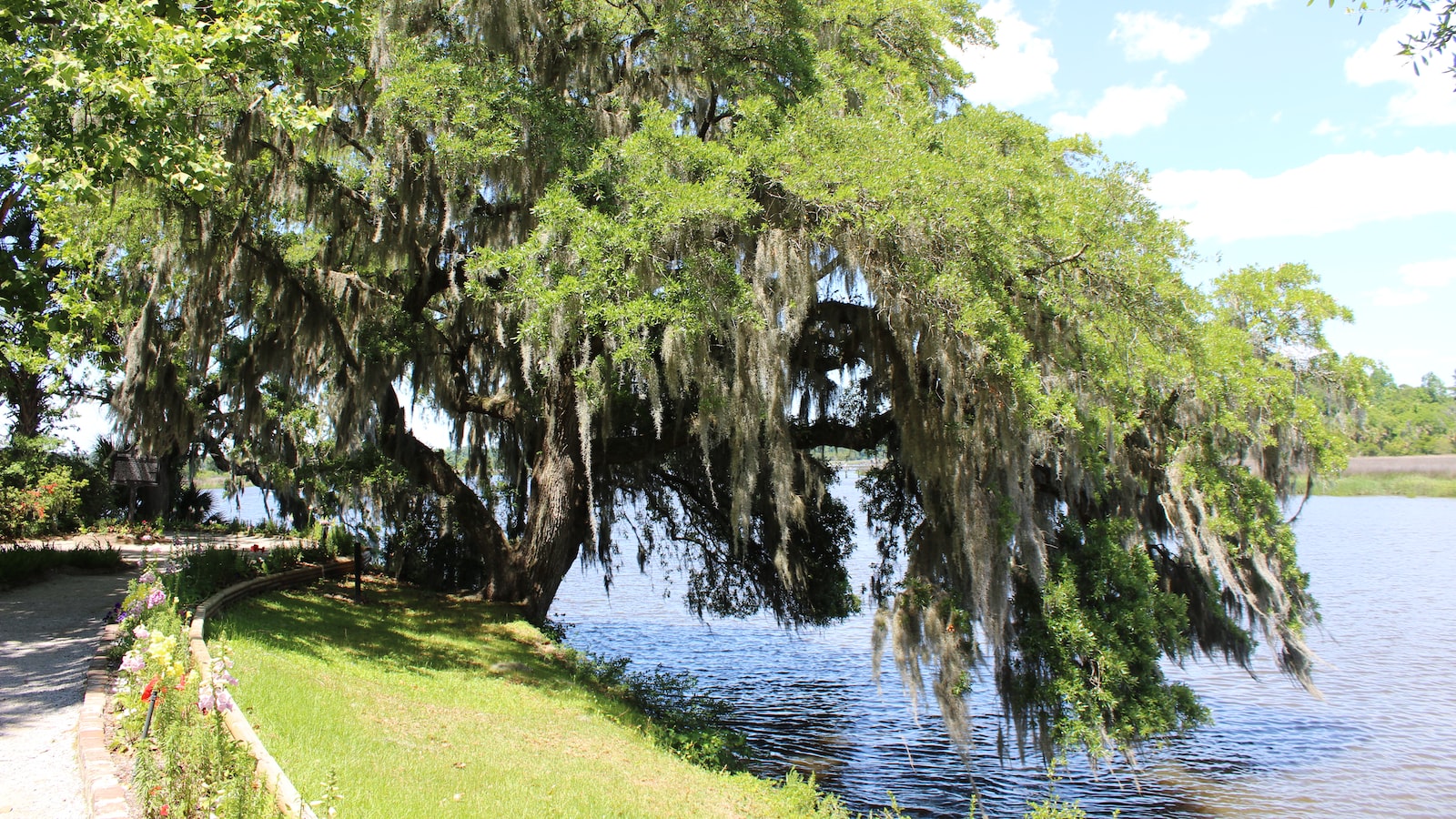 Unveiling the Intricacies: Understanding Spanish Moss and its Impact on Trees