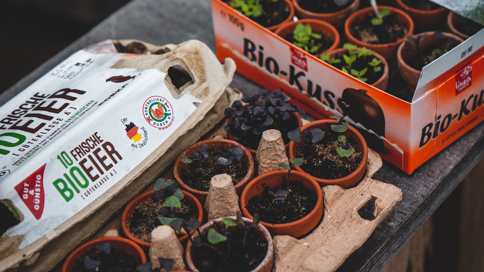 Ideal Planting Time for Sunflowers in Tennessee