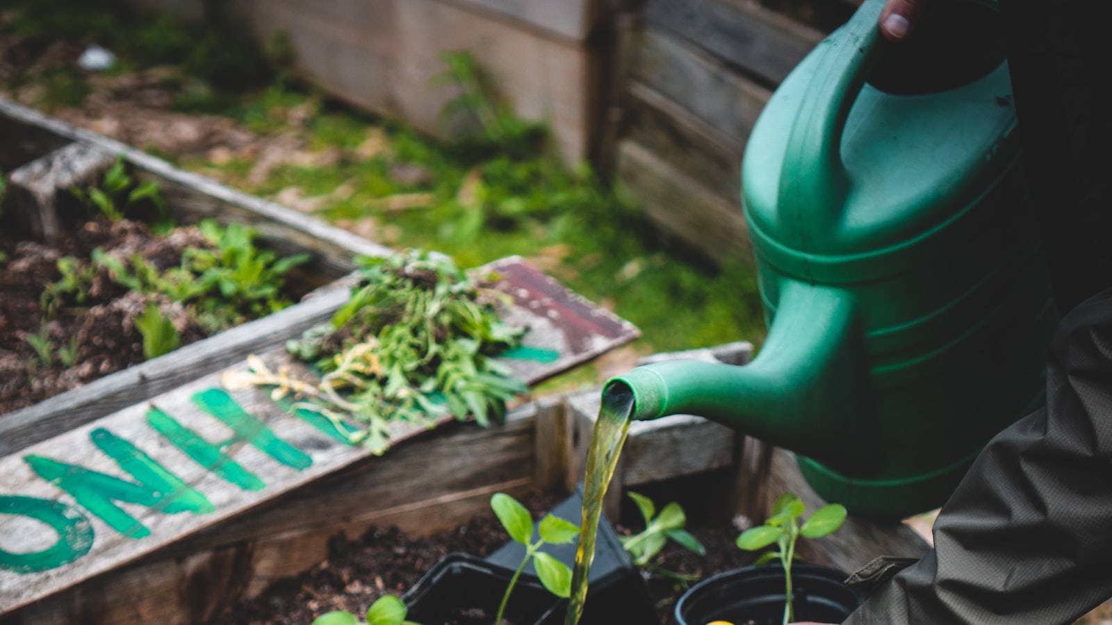 Key Guidelines for Successful Okra Planting in Oklahoma