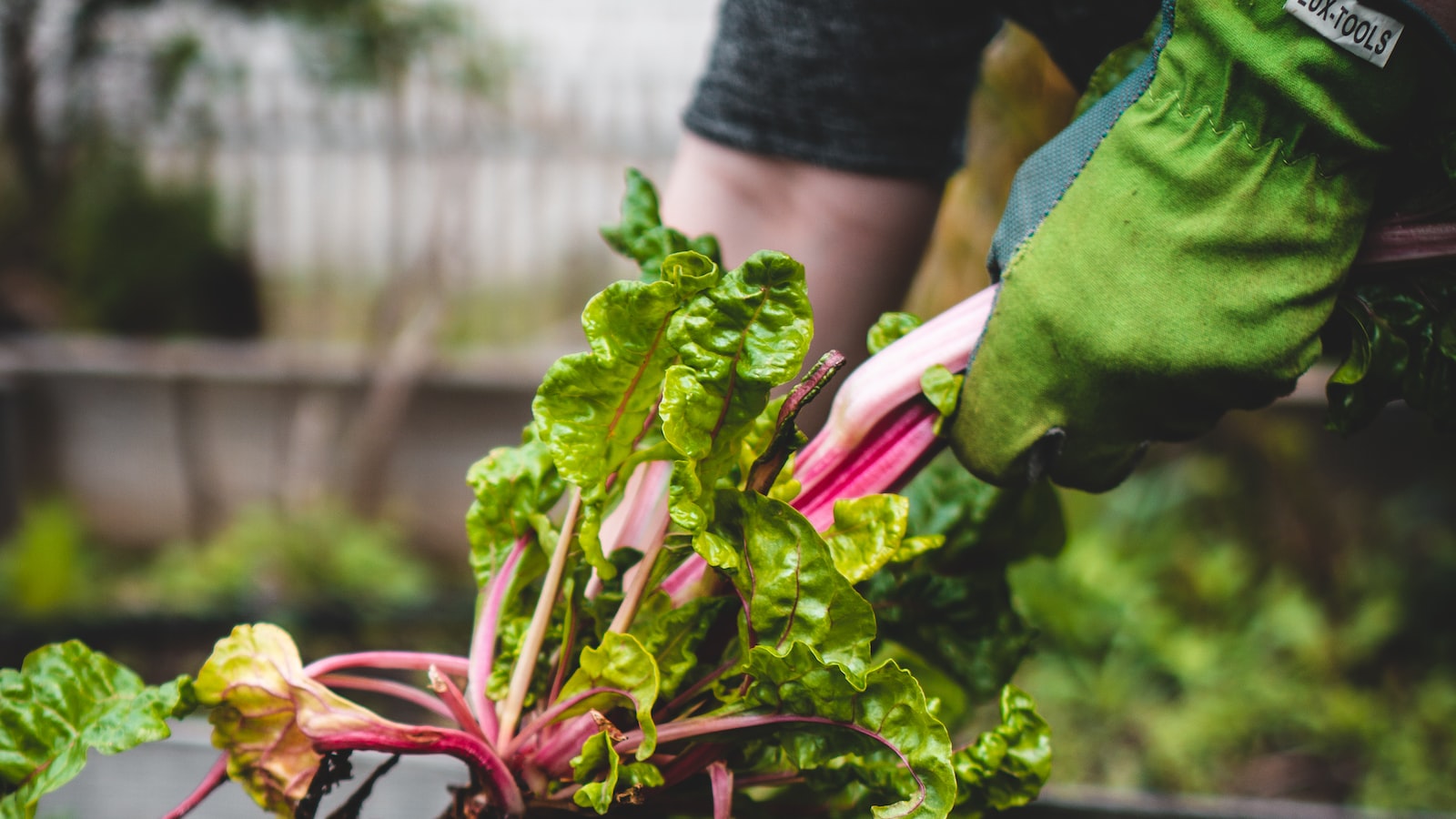 Can Goats Eat Pea Plants – Up-Gardening