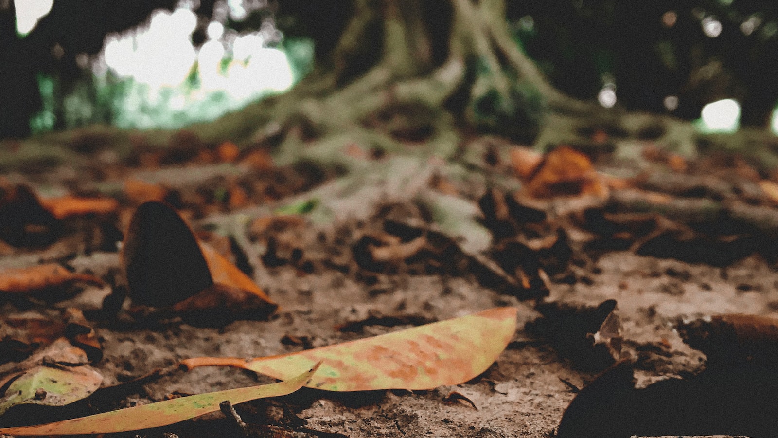 Root Causes of Leaf Loss in Olive Trees: Unraveling the Mystery