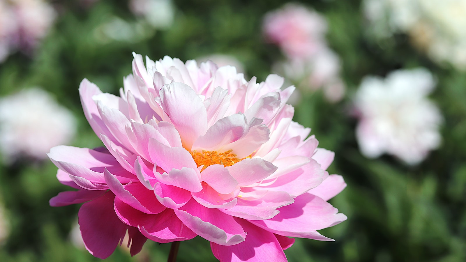 Harnessing Patience and Nurturing: A Detailed Timeline for Peony Seeds to Germination