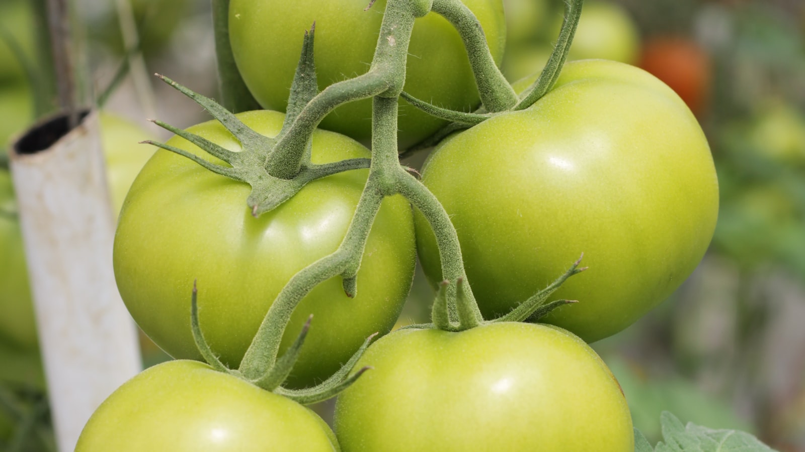 Tomatoes and Clay Soil: Exploring the Feasibility