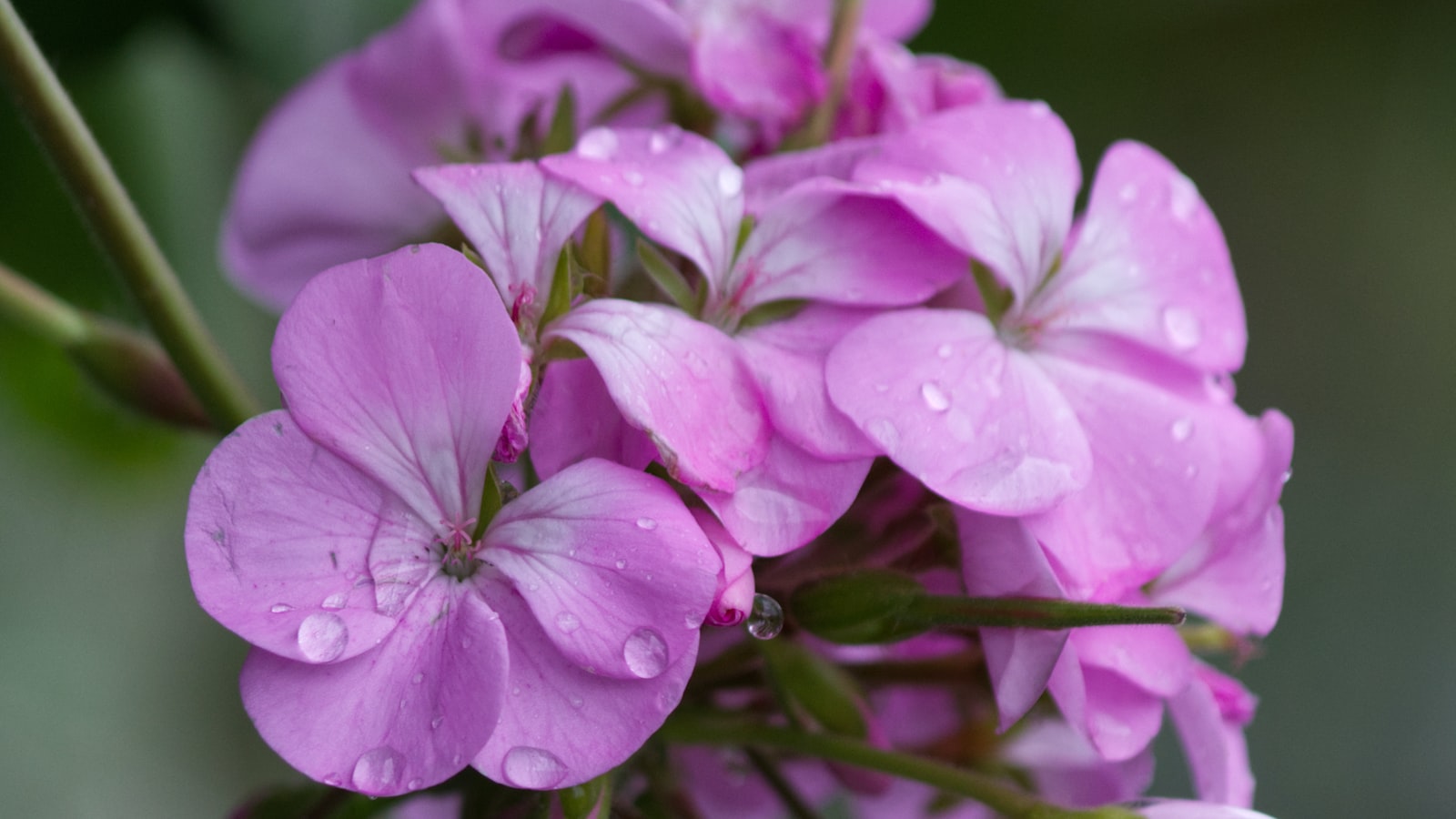 Achieving Optimal Growth and Bloom: Tips for Co-planting Geraniums and Marigolds