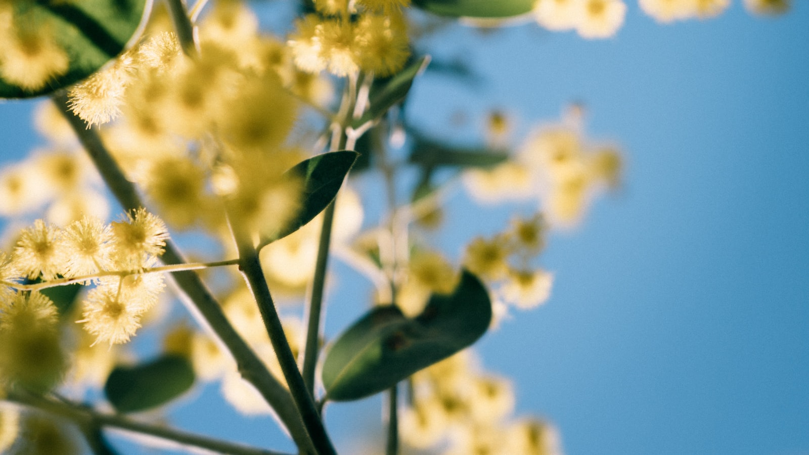 - Native Plants and Shrubs: Promoting natural habitats that provide sustenance and shelter for birds