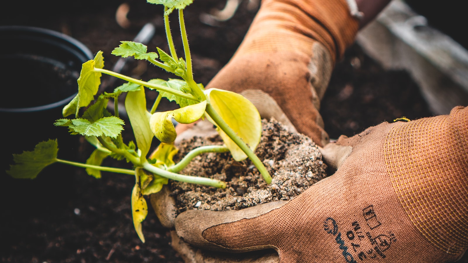 Essential Steps for Planting Potatoes in Central Texas