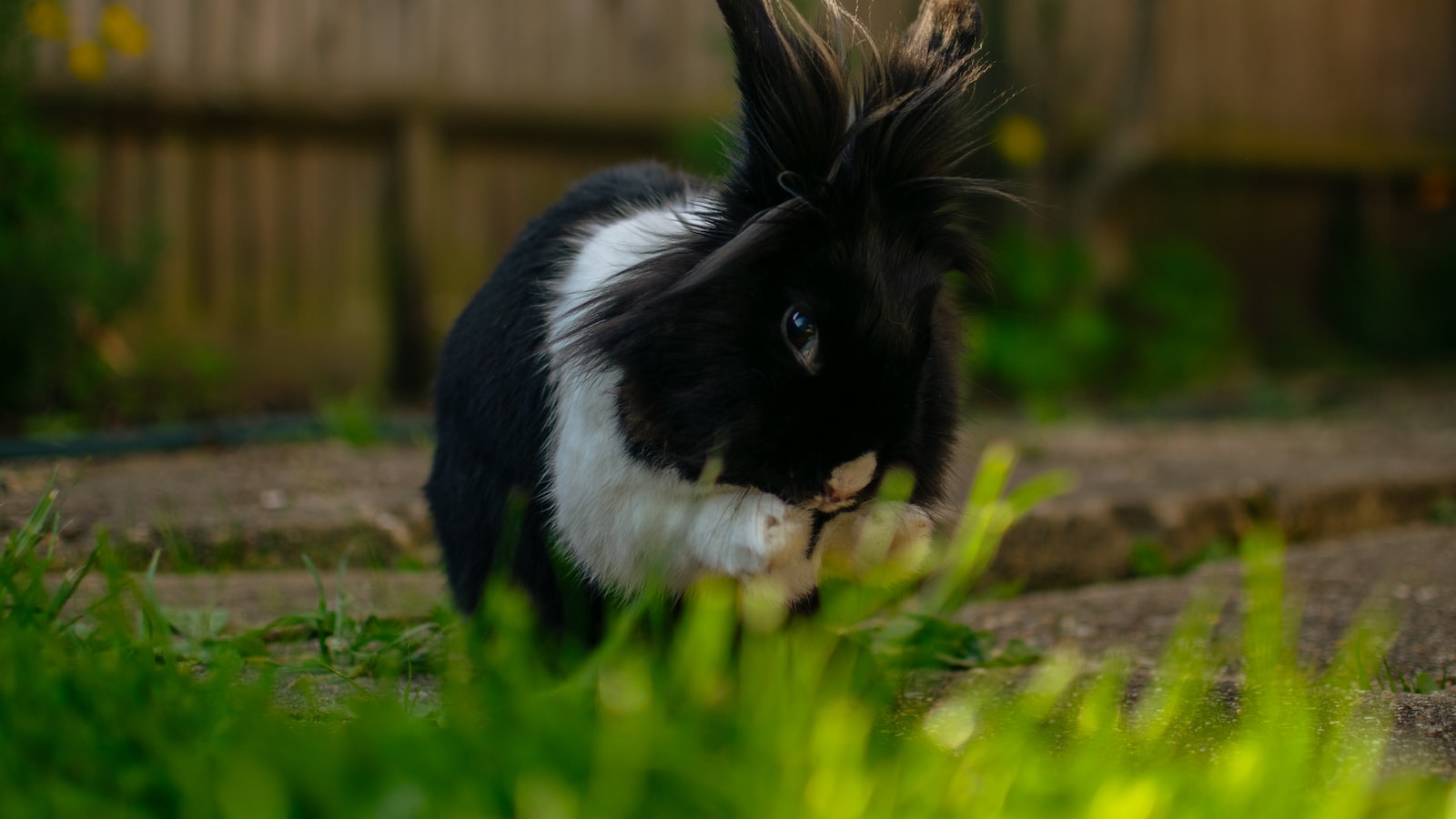 Can Bunnies Safely Munch on Pine Trees?