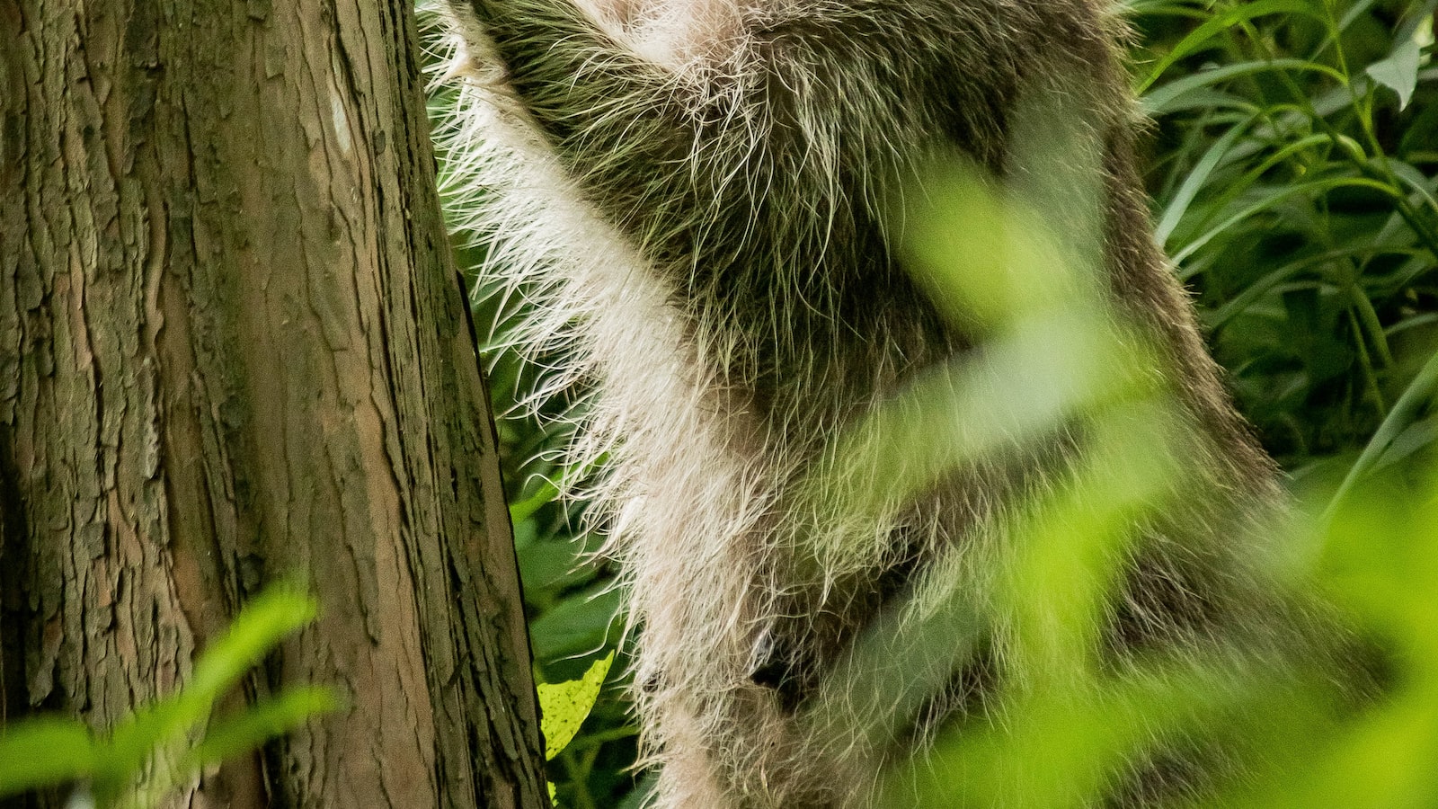 The Raccoon in Distress: Effective Strategies to Safely Rescue It from a Tree