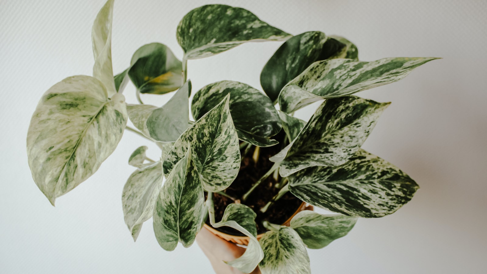 Creating a Lush Green Paradise: Techniques to‍ Successfully Co-cultivate Pothos and Philodendron