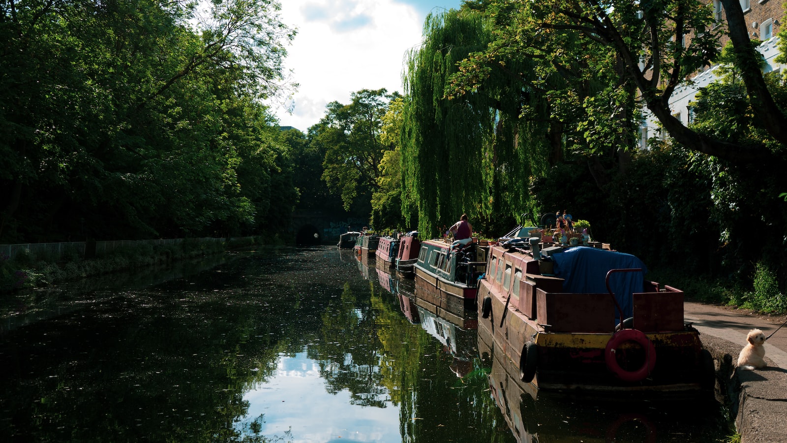 Nurturing a Lifeline: Essential Care and Treatment for a Wilting Willow