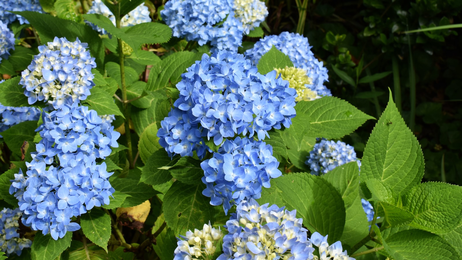 Exploring the Challenges and Adaptability of Hydrangeas to Clay Soil