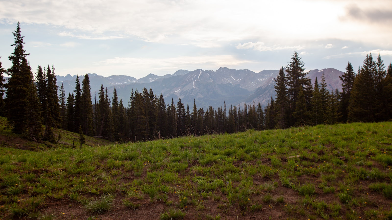 Recommendations for Studying Pine Trees as Flowering Plants