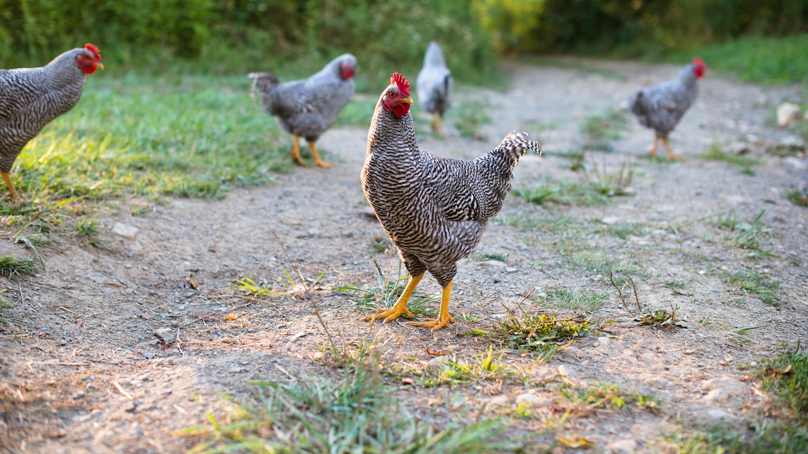 Can Chickens Eat Pea Plants – Up-Gardening