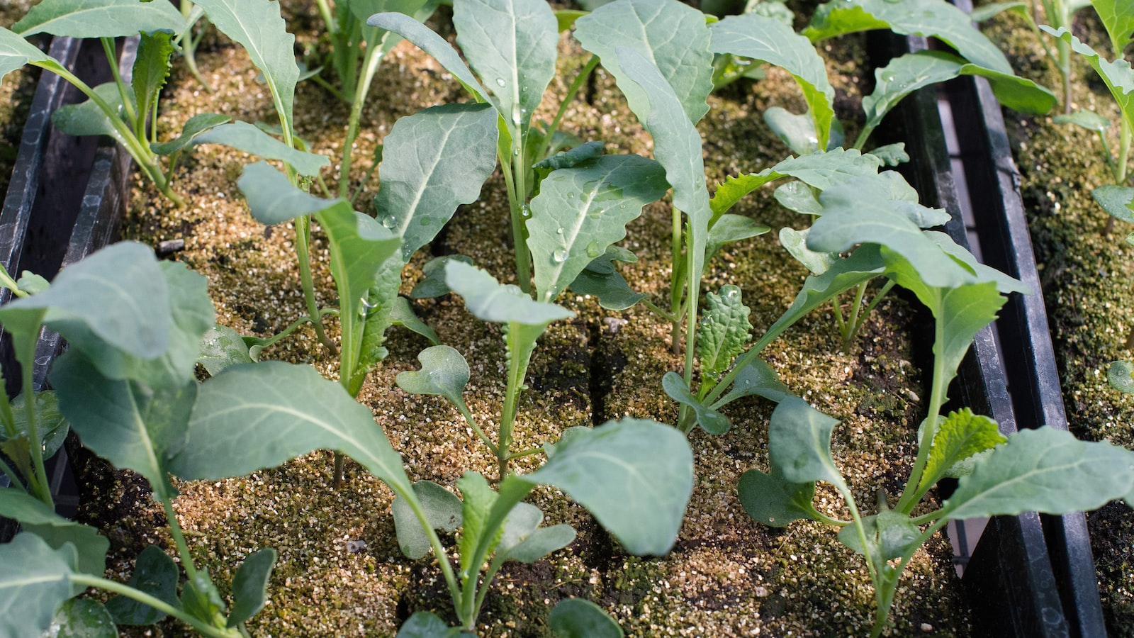 From Seedlings to Giants: Nurturing Healthy Sunflower Roots