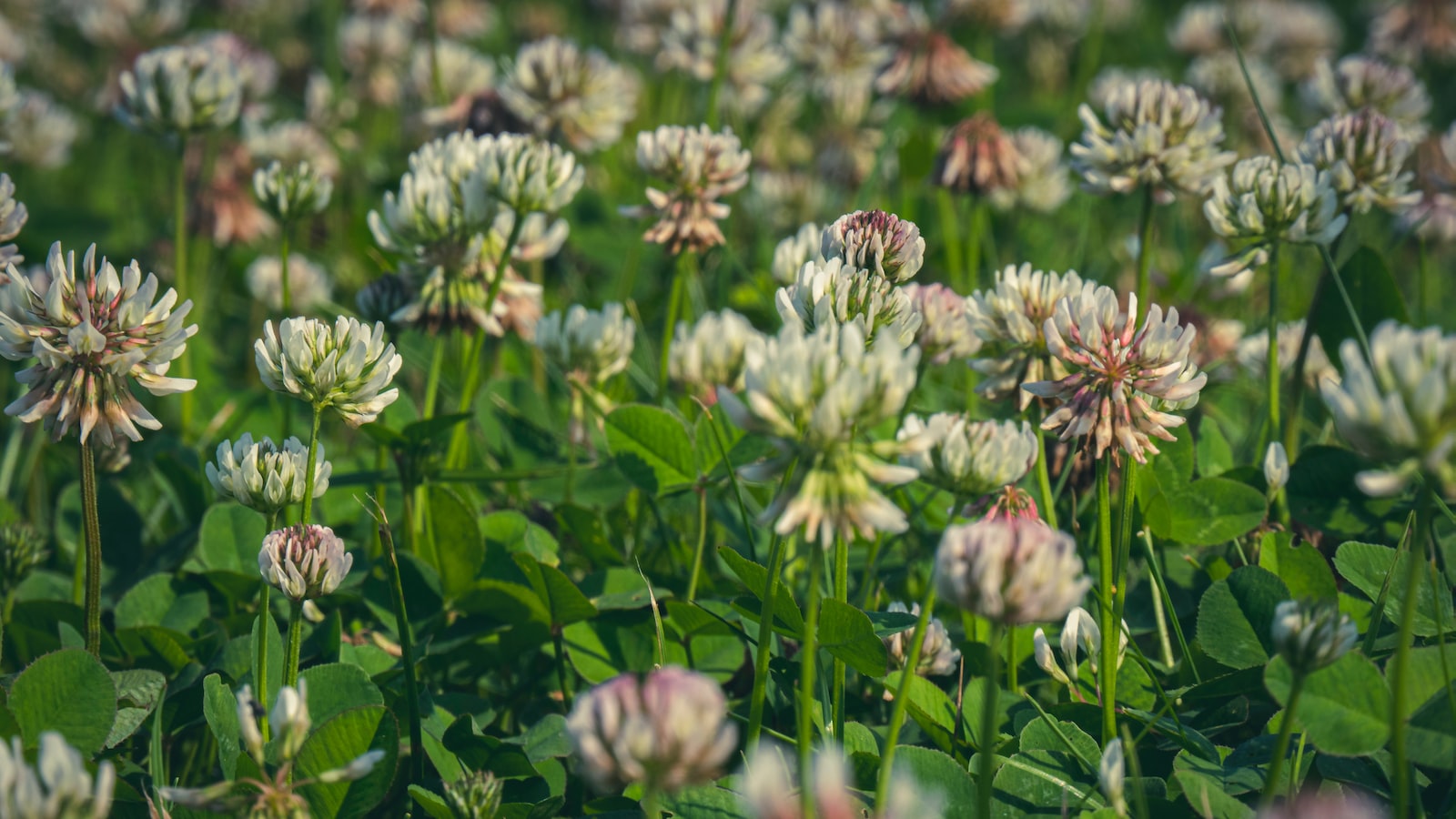 Tips for Successfully Growing Clover in Sandy Soils