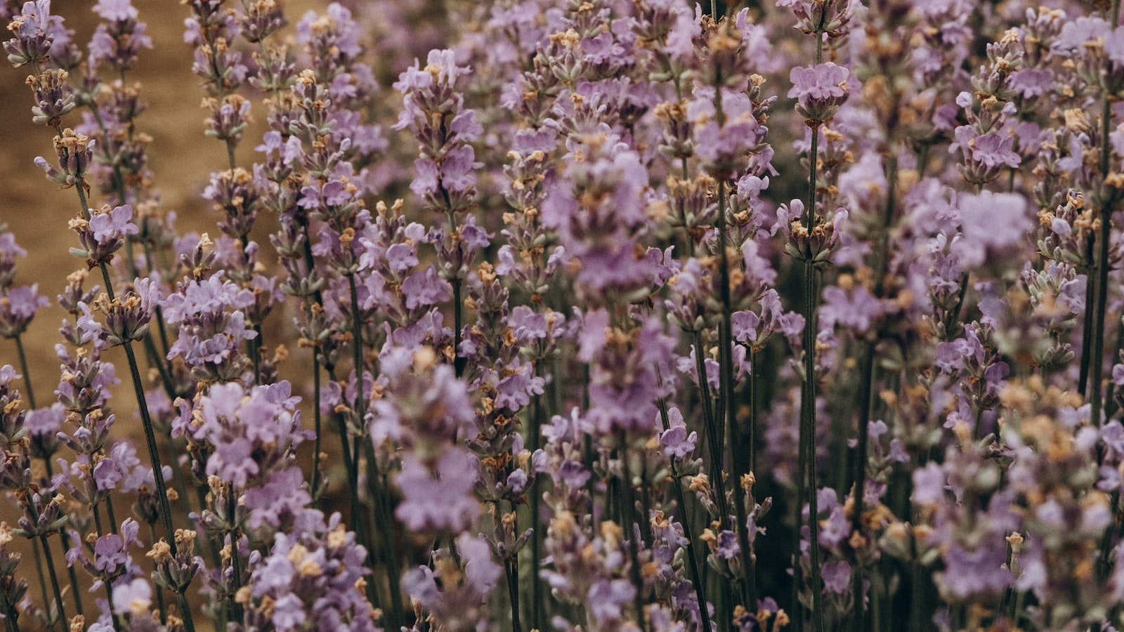 Enhancing Lavender's Beauty: Ornamental Flowers that Pair Wonderfully