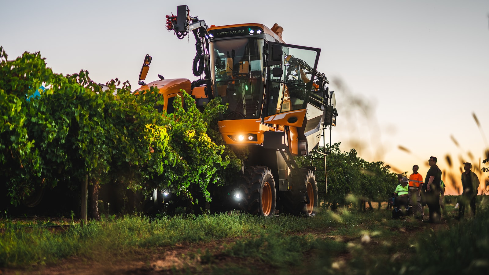 Top Tips for Effective Ligustrum Pruning: Enhancing Health and Aesthetic Appeal