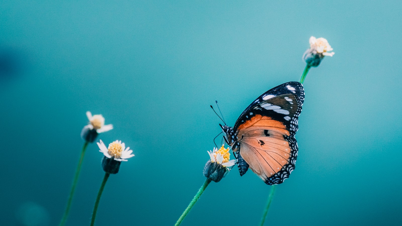 Attracting Butterflies to Your ⁣Garden: Roses‍ as Alluring‍ Nectar Sources